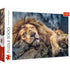 Trefl Red 1000 Piece Puzzle - Sleeping lion