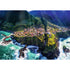 Trefl Premium Plus 1000 Piece Puzzle - Madeira Island, Portugal