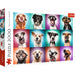 Trefl Red 2000 Piece Puzzle - Funny dog portraits II