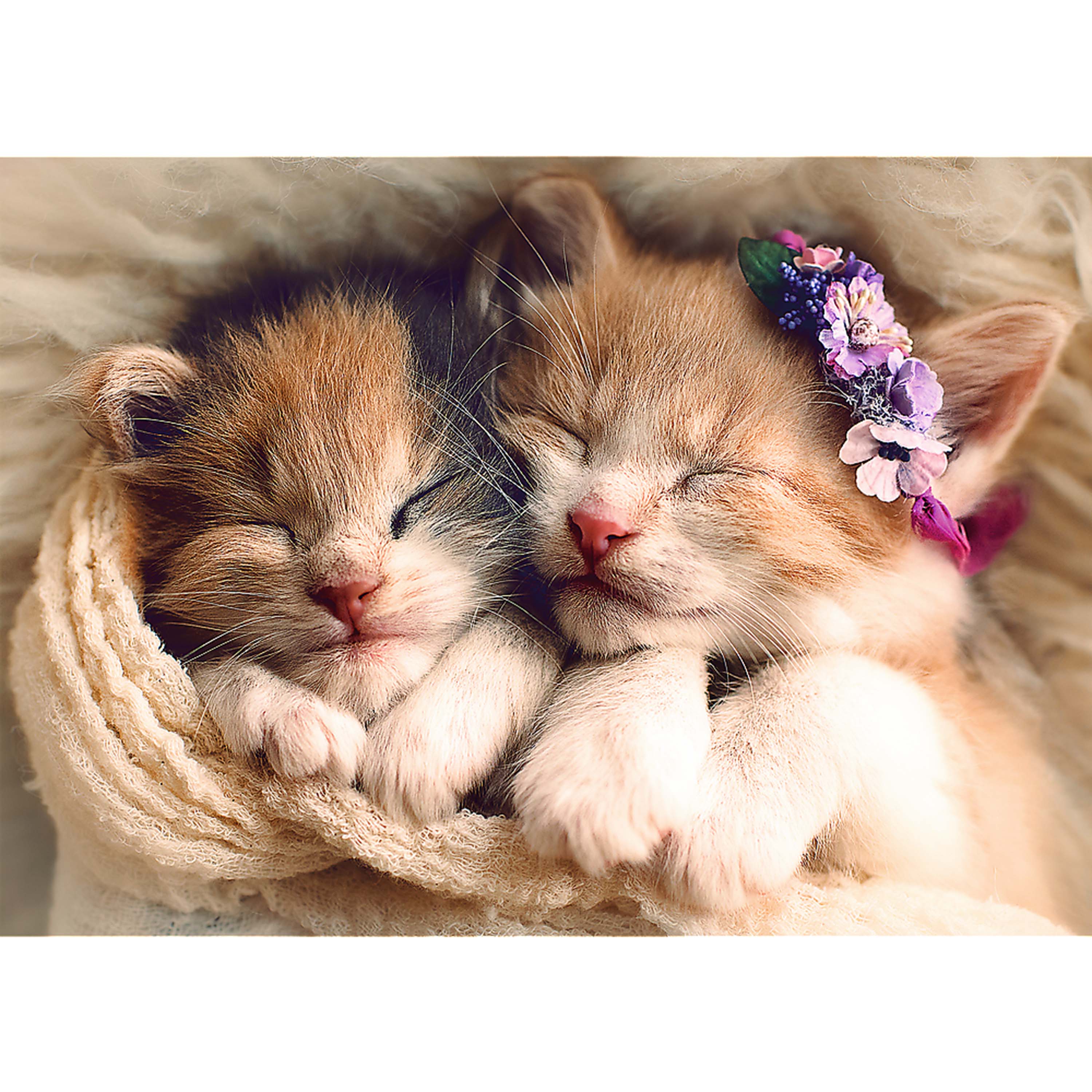 Trefl Red 500 Piece Jigsaw Puzzle - Sleeping Kittens