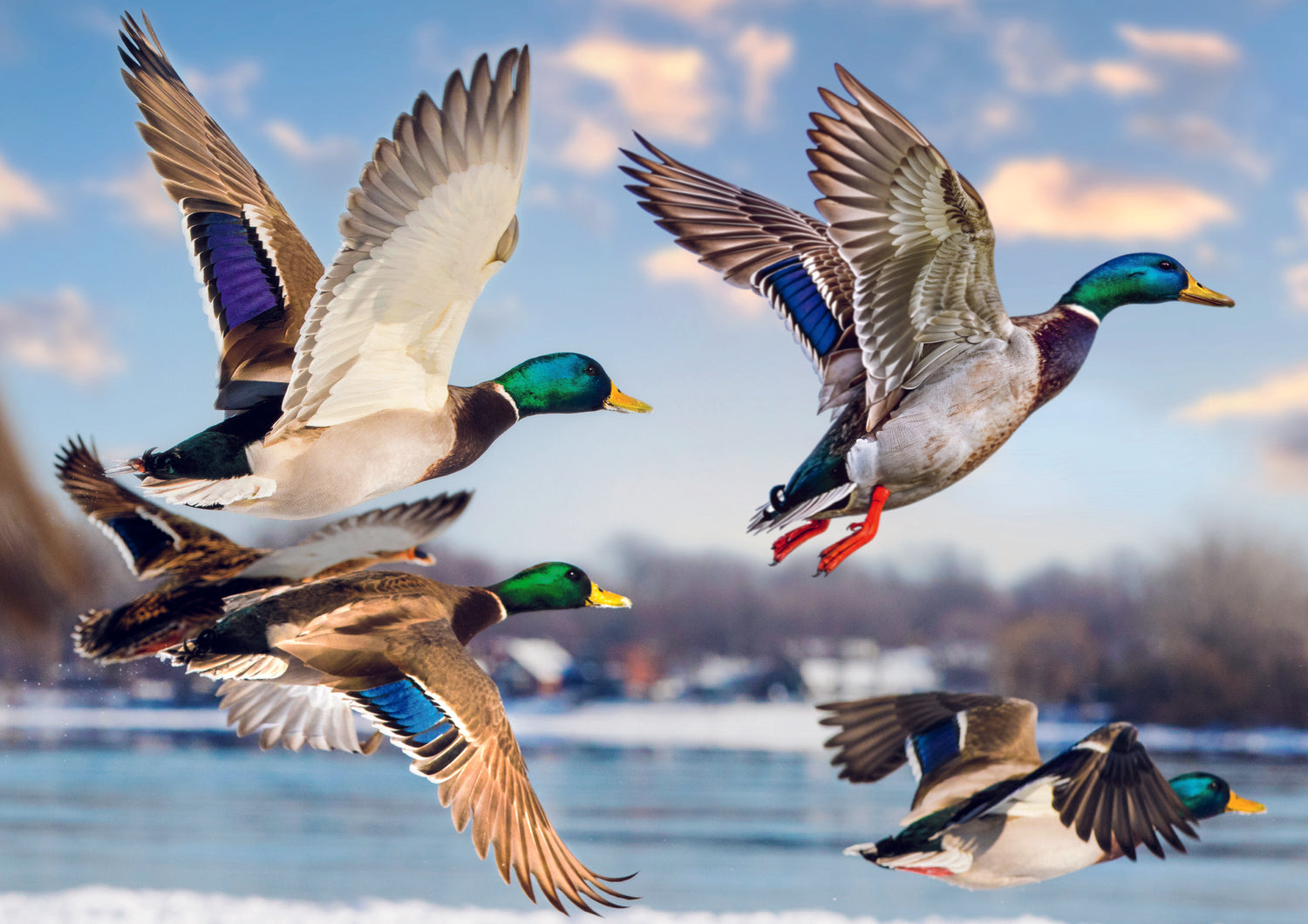 Trefl Premium Plus Mallards in Flight 1000 Piece Puzzle