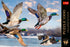 Trefl Premium Plus Mallards in Flight 1000 Piece Puzzle