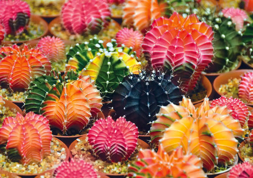 Trefl Colorful Succulents 1000 Piece Puzzle