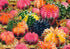 Trefl 1000 Piece Puzzle - Colorful Succulents
