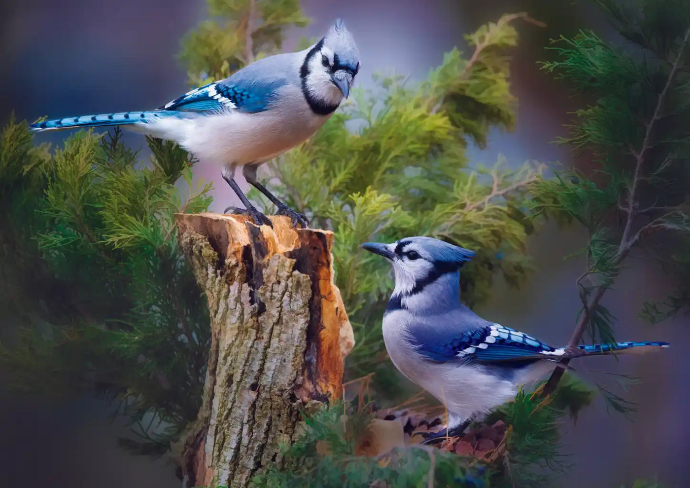 Trefl Bird Lovers: Blue Jays in a Cedar Tree 1000 Piece Puzzle