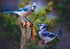 Trefl  1000 Piece Puzzle - Bird Lovers: Blue Jays in a Cedar Tree