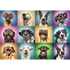 Trefl Red 1000 Piece Puzzle - Funny dog portraits