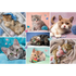 Trefl Red 100 Piece Kids Puzzle - In the cat world