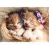 Trefl Red 500 Piece Jigsaw Puzzle - Sleeping Kittens